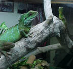 my lizards..